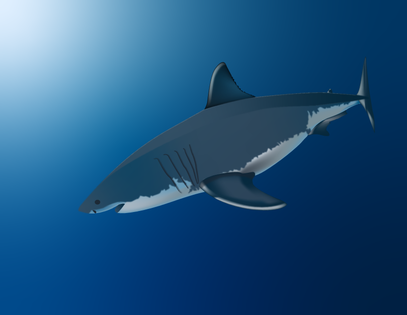 Illustration of a shark, conceptual art, design